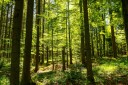 Seltene Gelegenheit: Wald & Weide in Westerstede-Torsholt zu verkaufen!
