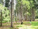 Waldgrundstück in Ranis